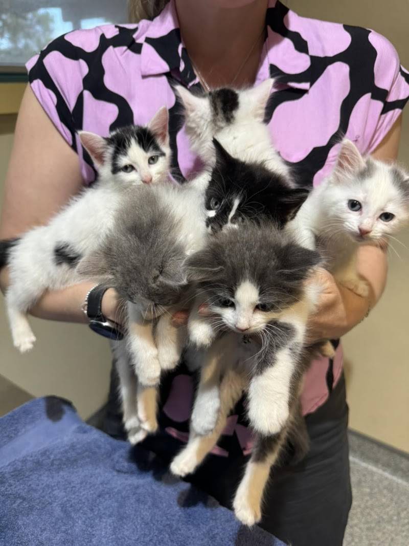 Ballina Veterinary Hospital